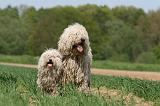 KOMONDOR ET PULI 068